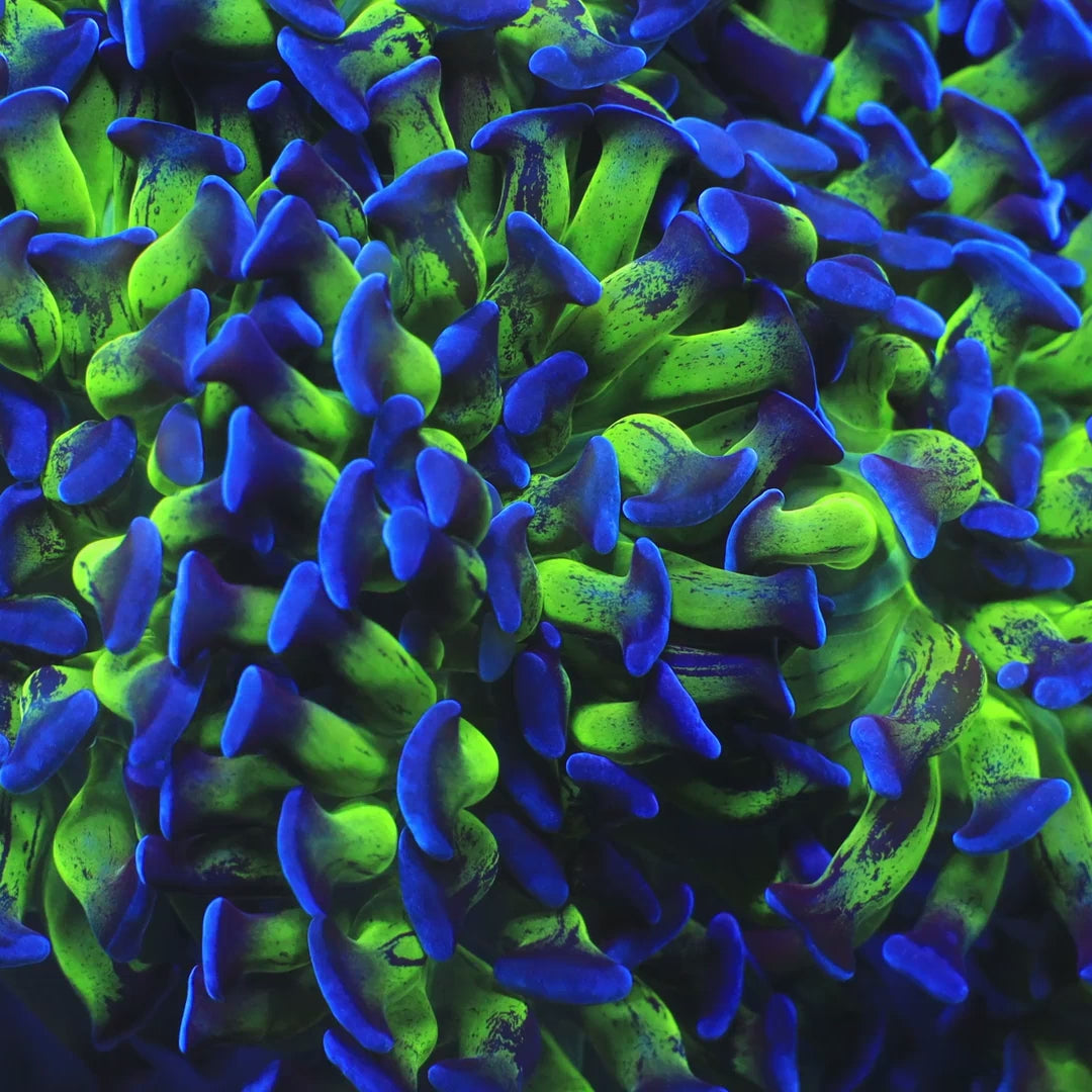 TSA Splatter Stalk Hammer Coral