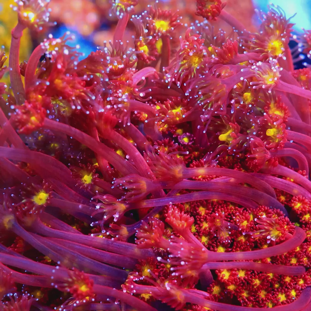 TSA Raspberry Limeade Goniopora Coral – Top Shelf Aquatics