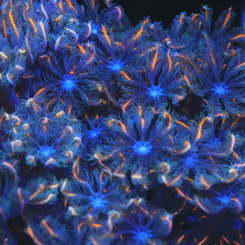 TSA Candy Corn Clove Polyp Coral