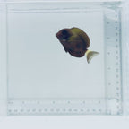 Xanthopterus (Yellowfin) Tang