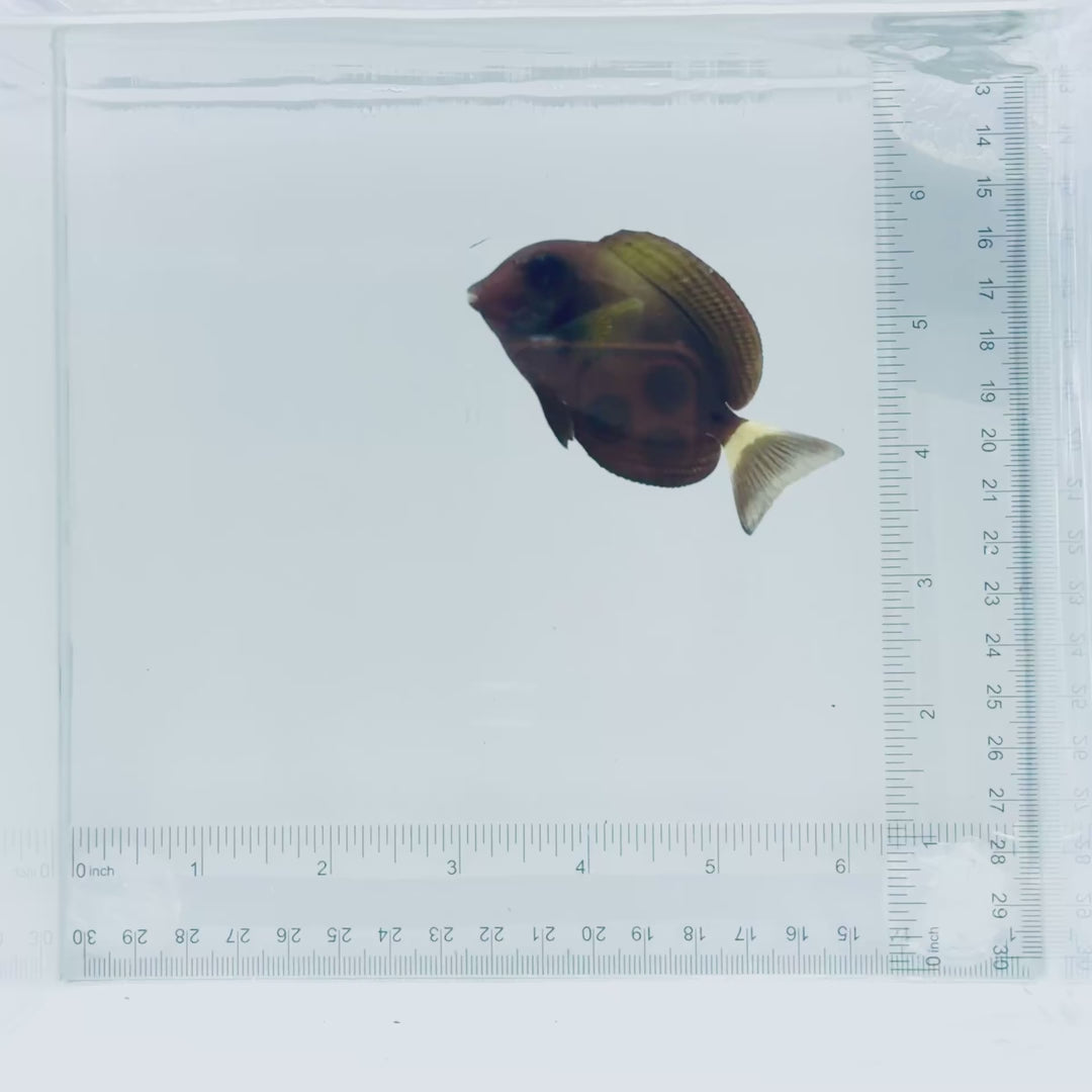 Xanthopterus (Yellowfin) Tang