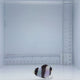 Tuxedo Damsel Fish