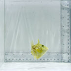 Golden Heart Triggerfish