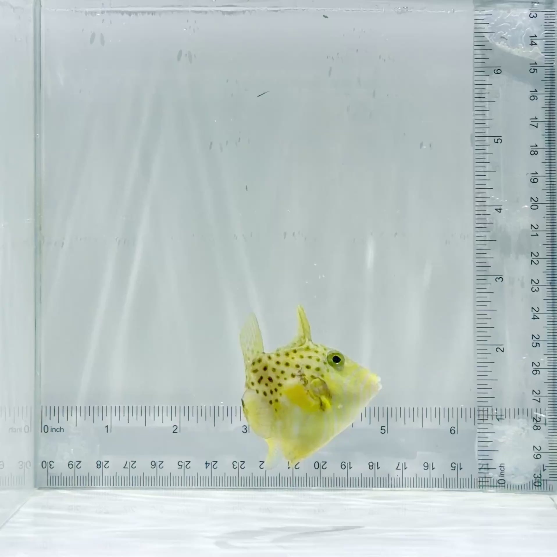 Golden Heart Triggerfish