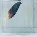 Formosa Wrasse