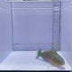 Quoy's Parrotfish