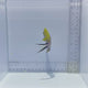 Female Swallowtail Angel Fish