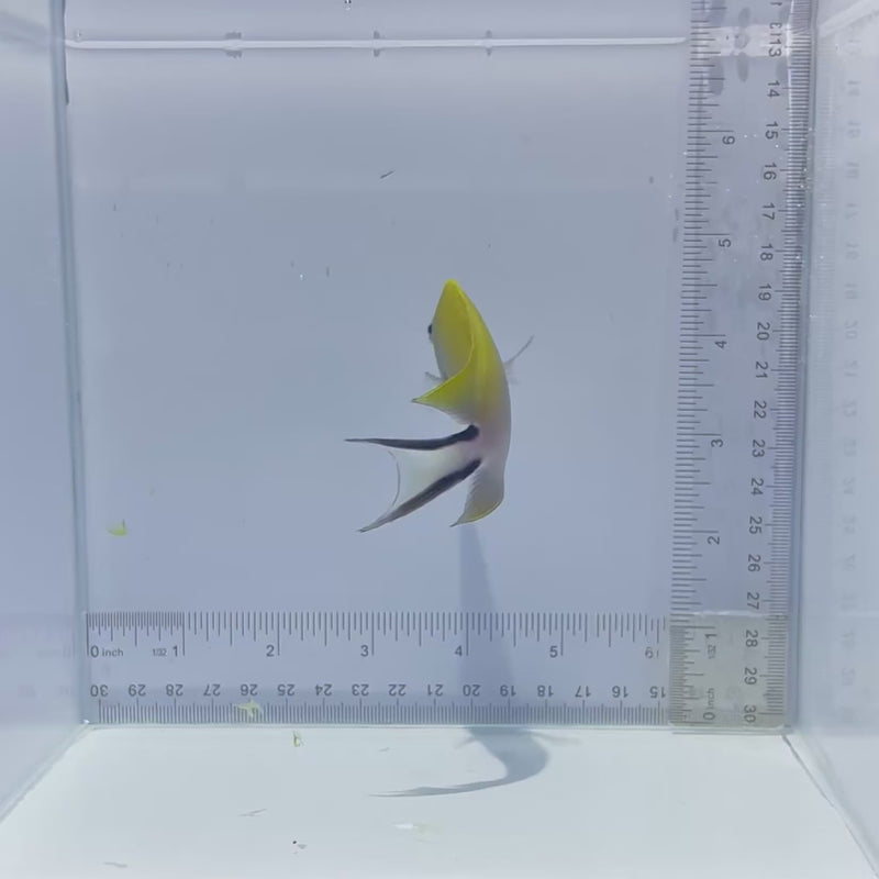 Female Swallowtail Angel Fish