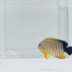 Red Stripe Eibli Angelfish