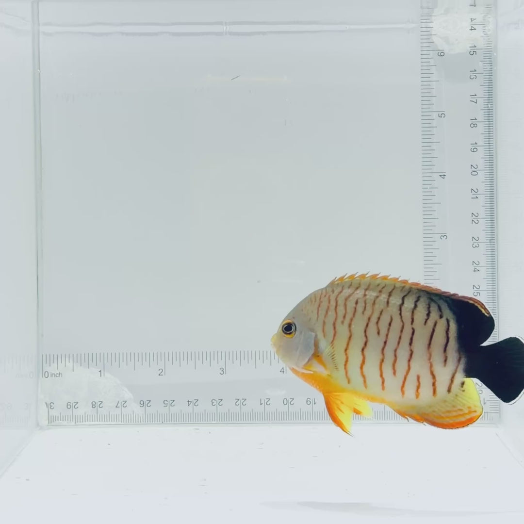 Red Stripe Eibli Angelfish