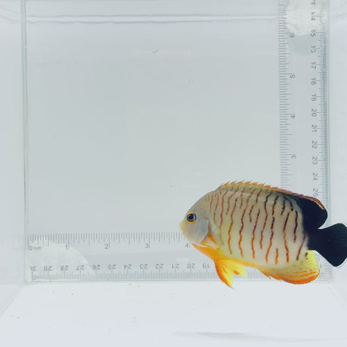 Red Stripe Eibli Angelfish