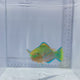 Quoy's Parrot Fish