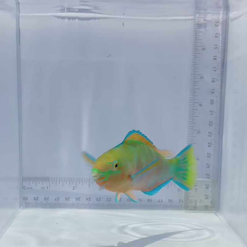 Quoy's Parrot Fish