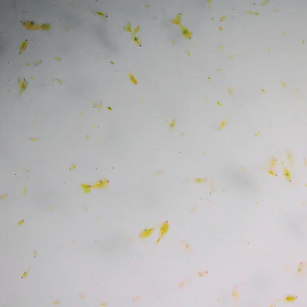 Live Mixed Copepods - Reef Genetics