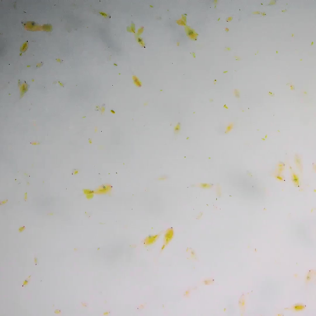 Live Mixed Copepods - Reef Genetics