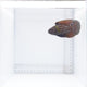 Marine Betta Fish