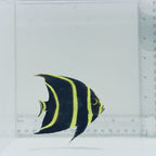 Juv. French Angelfish