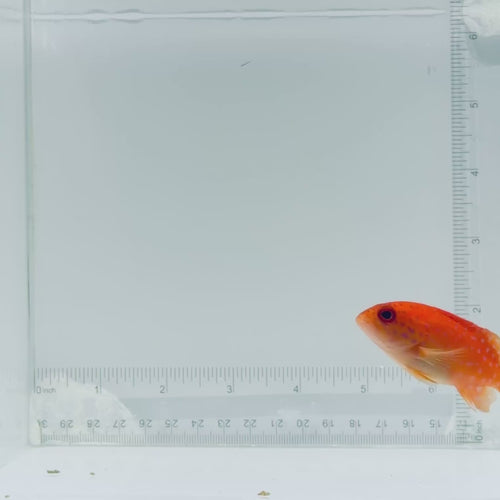 Miniatus Grouper Fish
