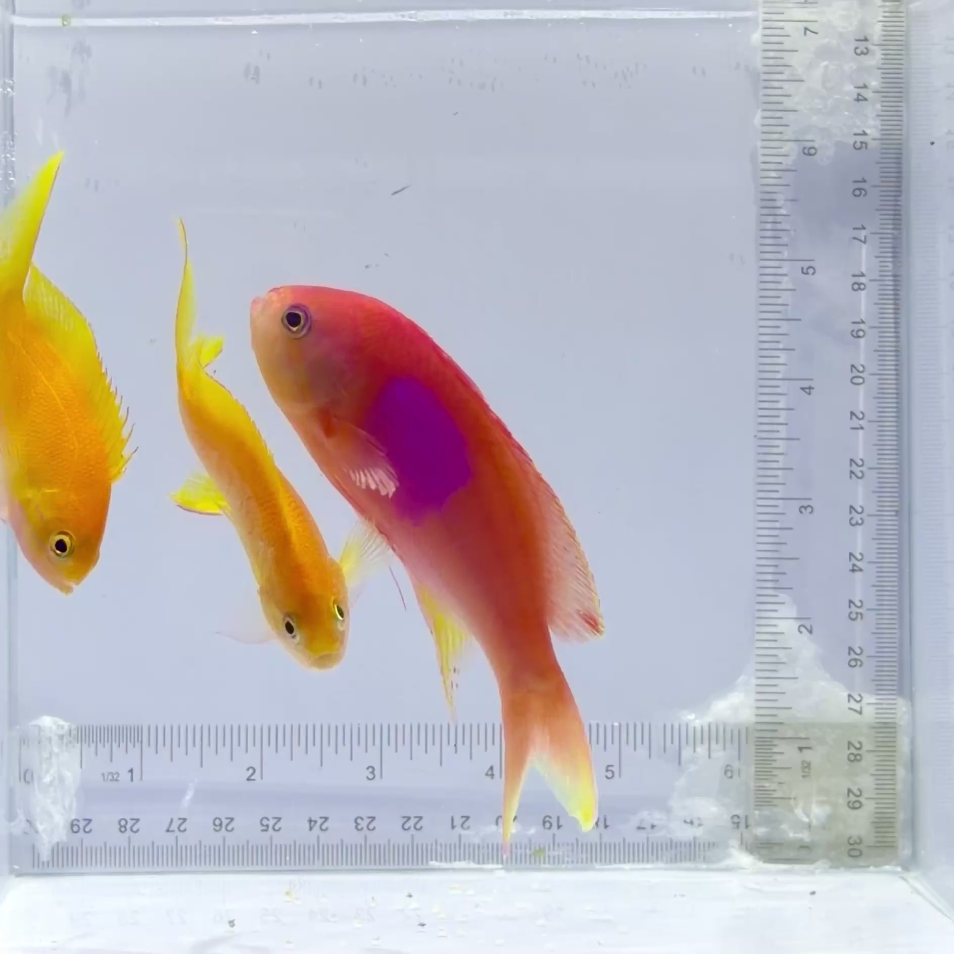 Trio Pink Square Anthias   – Pseudanthias pleurotaenia