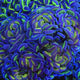 Holy Grail Hammer Coral