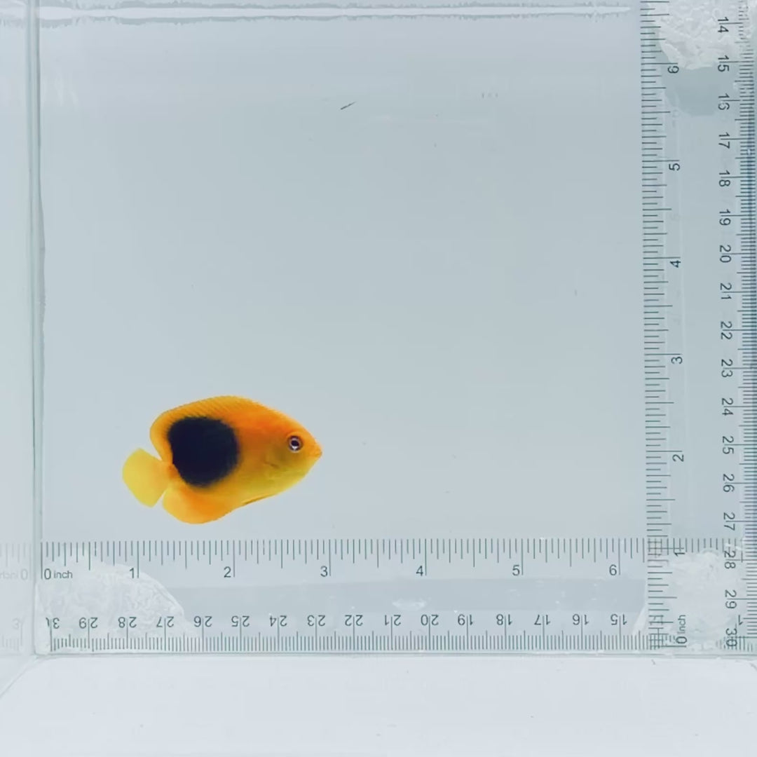 Rock Beauty Angelfish