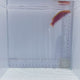 Rose Belly Wrasse