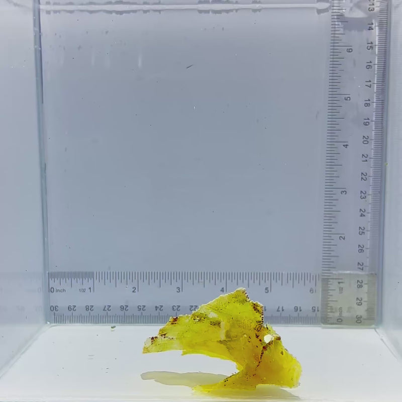 Yellow Leaf Fish