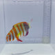 Aussie Harlequin Tusk Fish