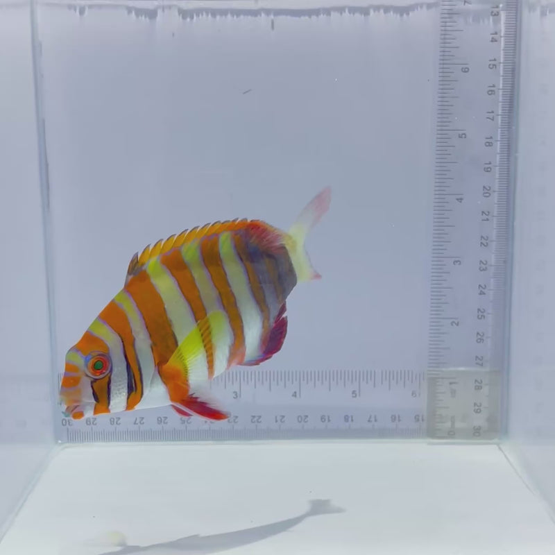 Aussie Harlequin Tusk Fish