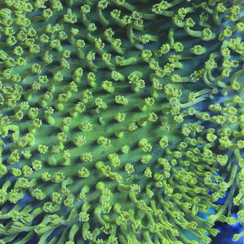 Green Long Polyp Toadstool Leather Coral