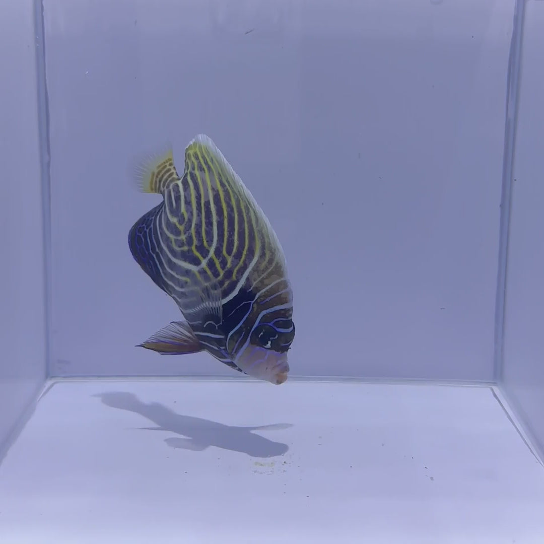 Emperor Angelfish