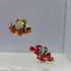 Gold Lightning Maroon Clownfish