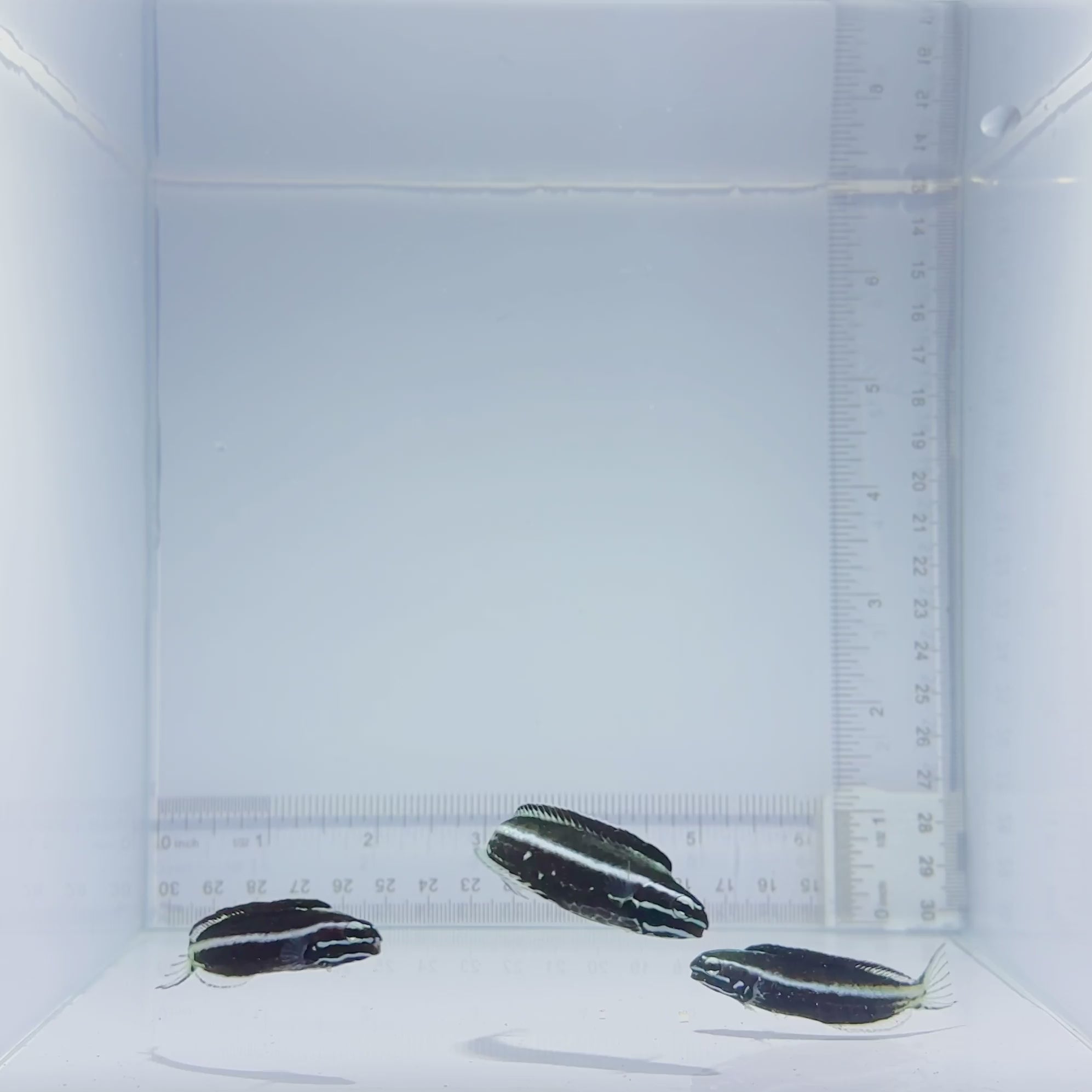 Captive-Bred Kamohara Blenny Fish