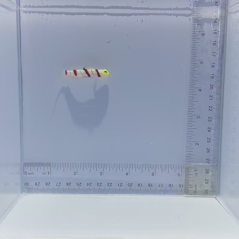 Dracula Goby Fish