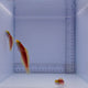 Bella Goby Fish