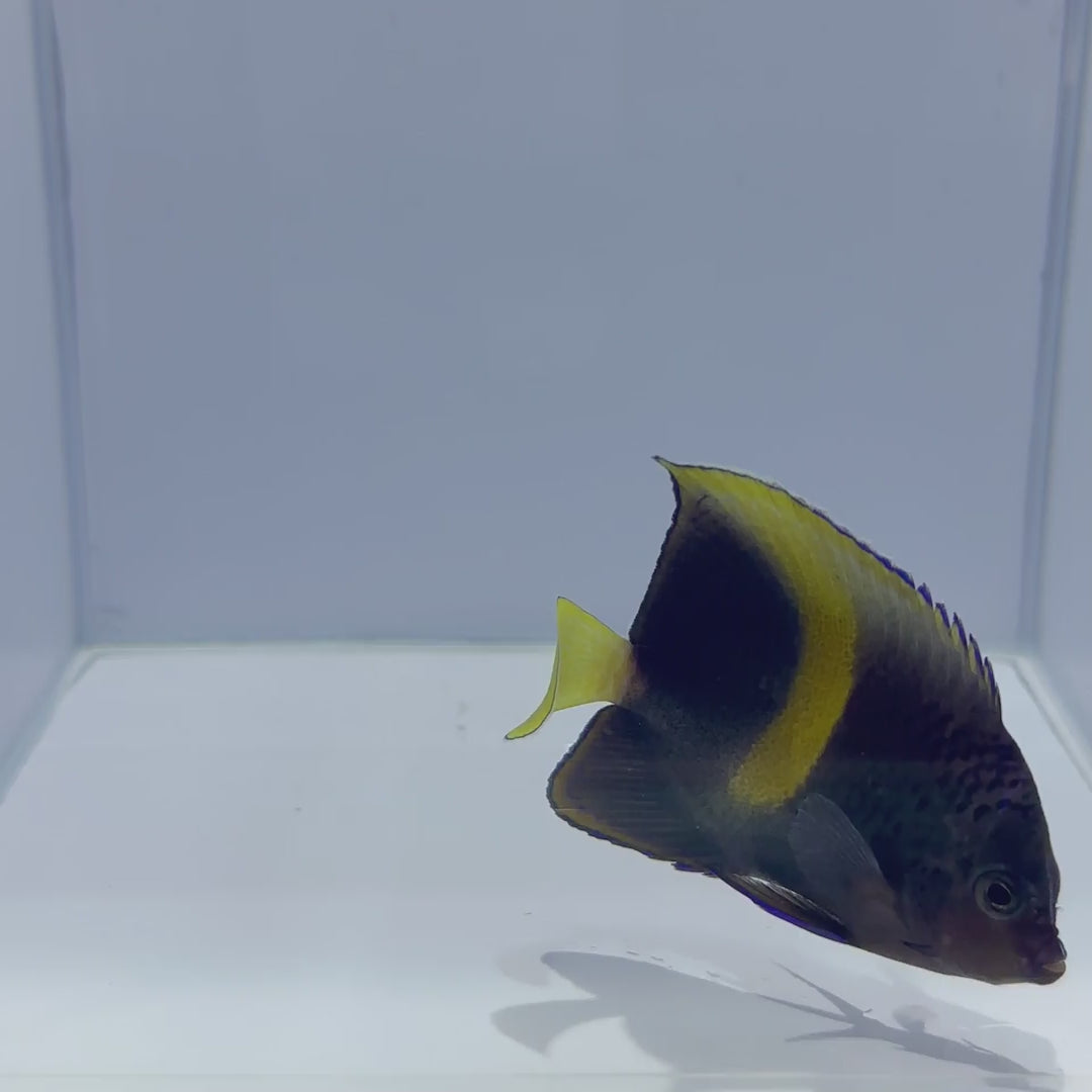 Maculosus Angelfish