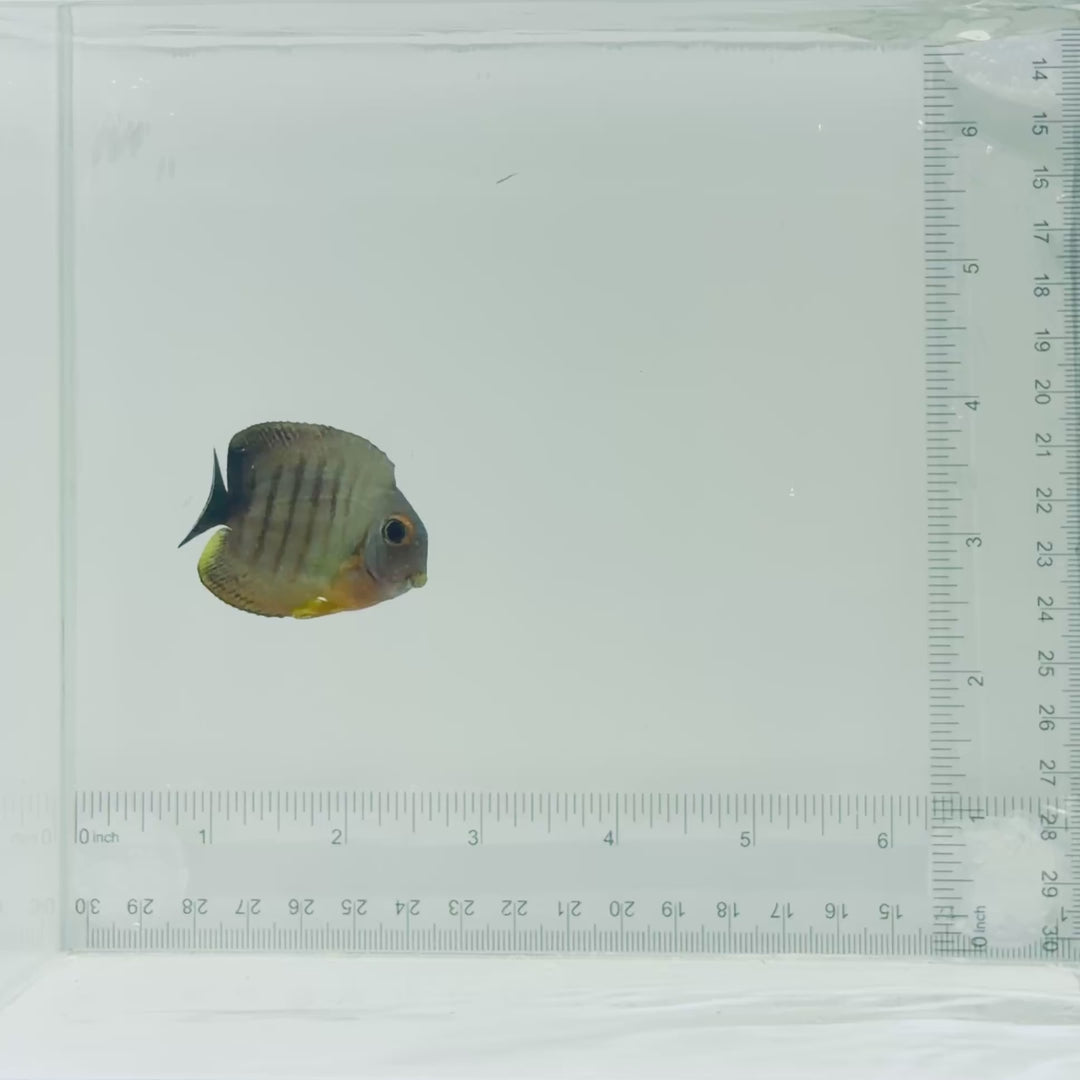 Mimic Eibli Tang