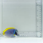 Powder Blue Tang