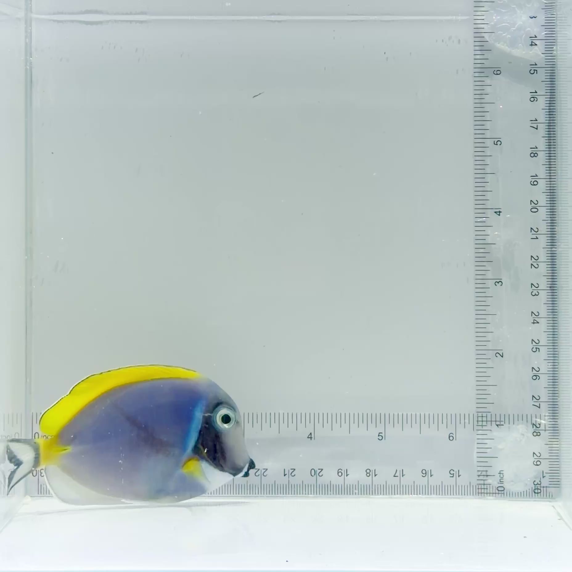 Powder Blue Tang