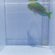Quoy's Parrotfish