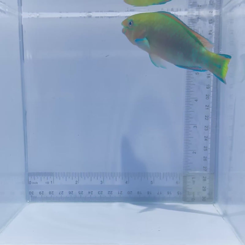 Quoy's Parrotfish