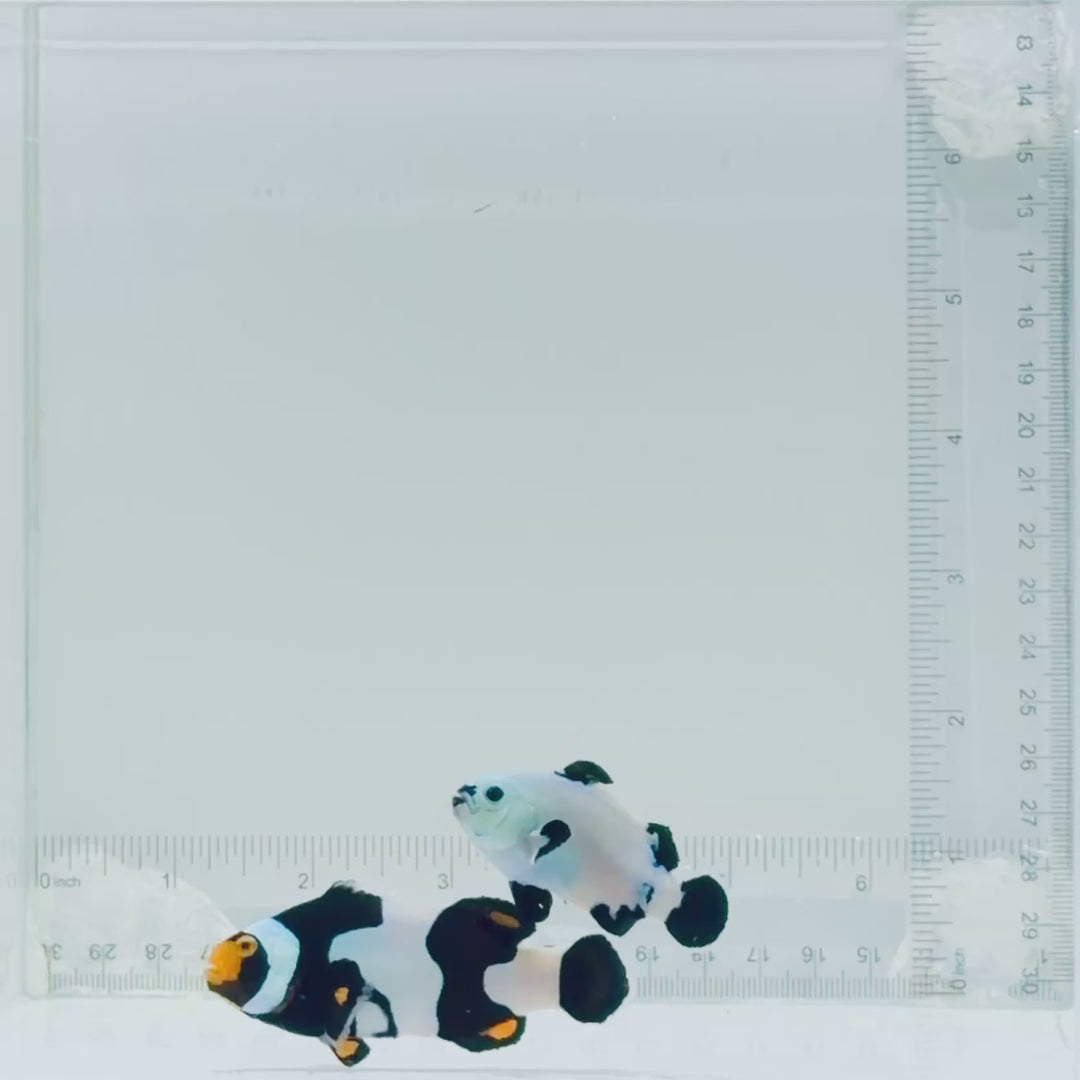 Snowstorm Ocellaris & Onyx Percula Clownfish Pair