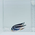 (Female) Bellus Angelfish