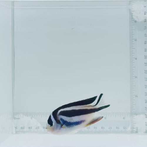 (Female) Bellus Angelfish