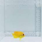 Lemonpeel Angelfish