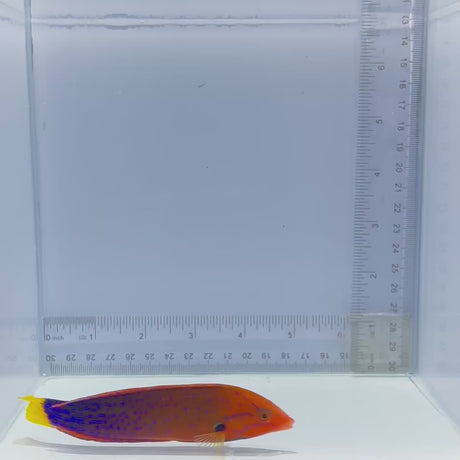 Red Coris Wrasse