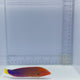 Red Coris Wrasse