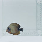 Mimic Eibli Tang Fish