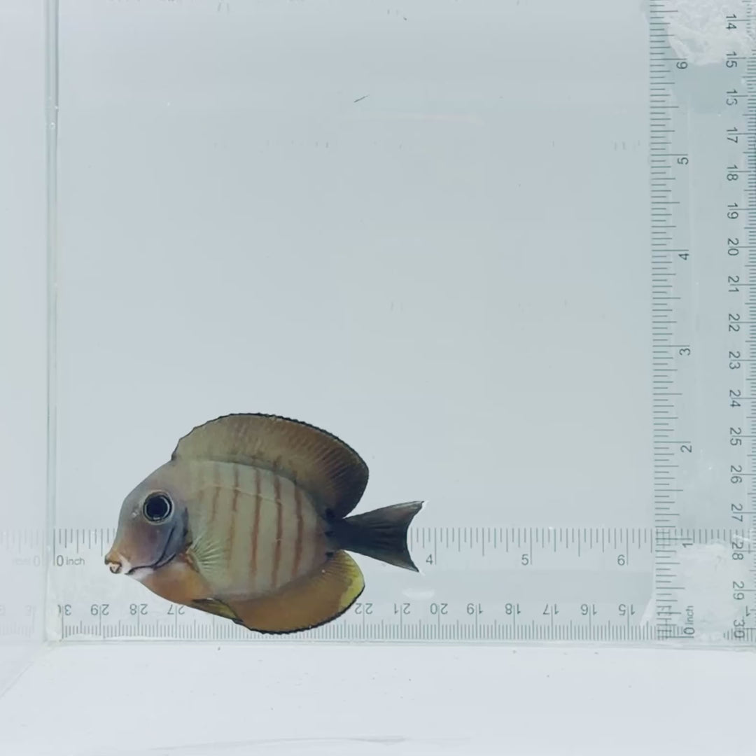 Mimic Eibli Tang Fish