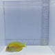 Orange Shoulder Tang